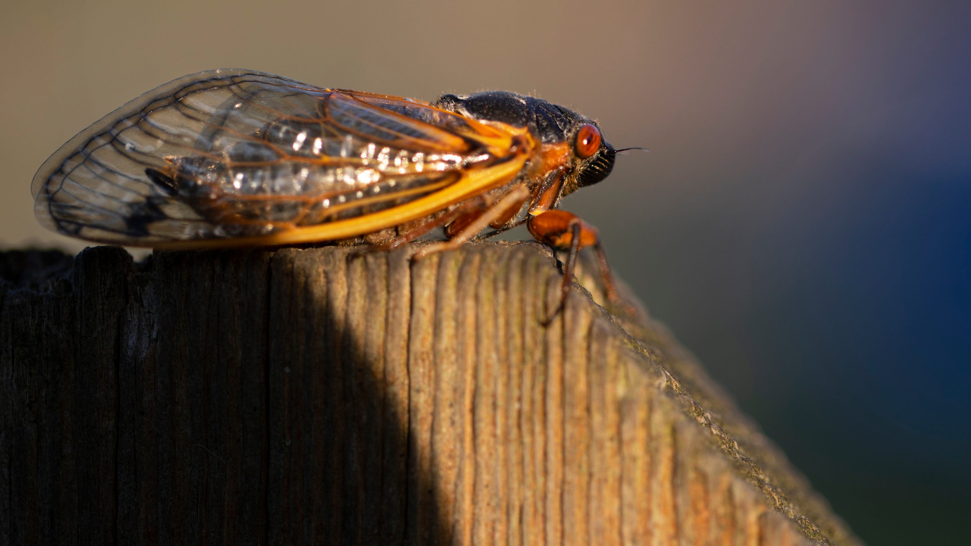 Cicadas have existed for more than 5 million years. Now, humans threaten their future. - IndyStar
