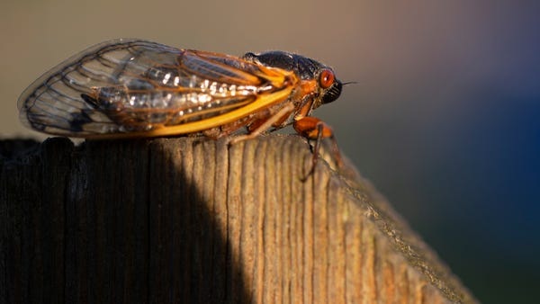 A cicada sits on a fence in Silverton. Brood X is 