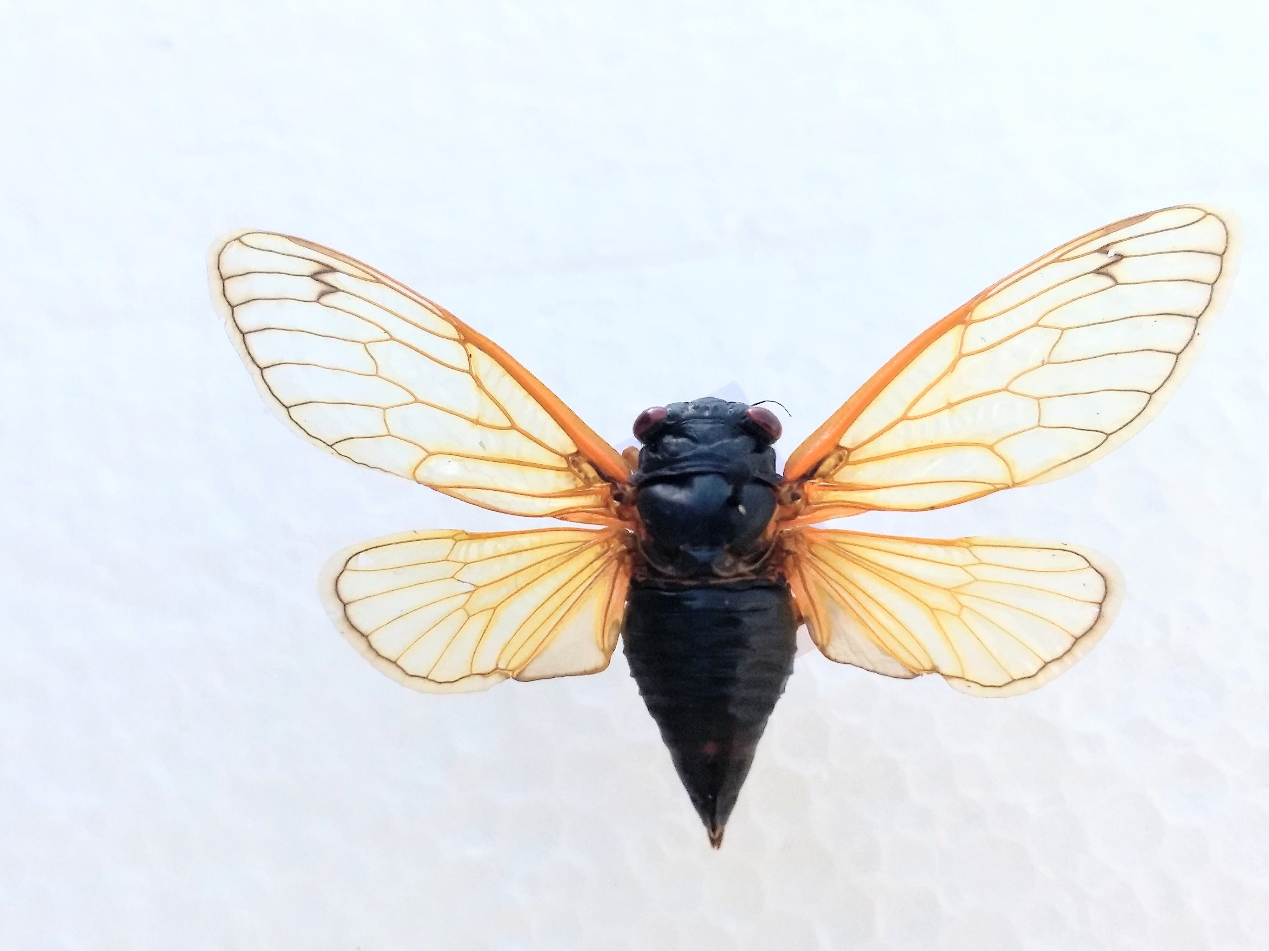 Missouri's big brood of cicadas is snoozing until 2024