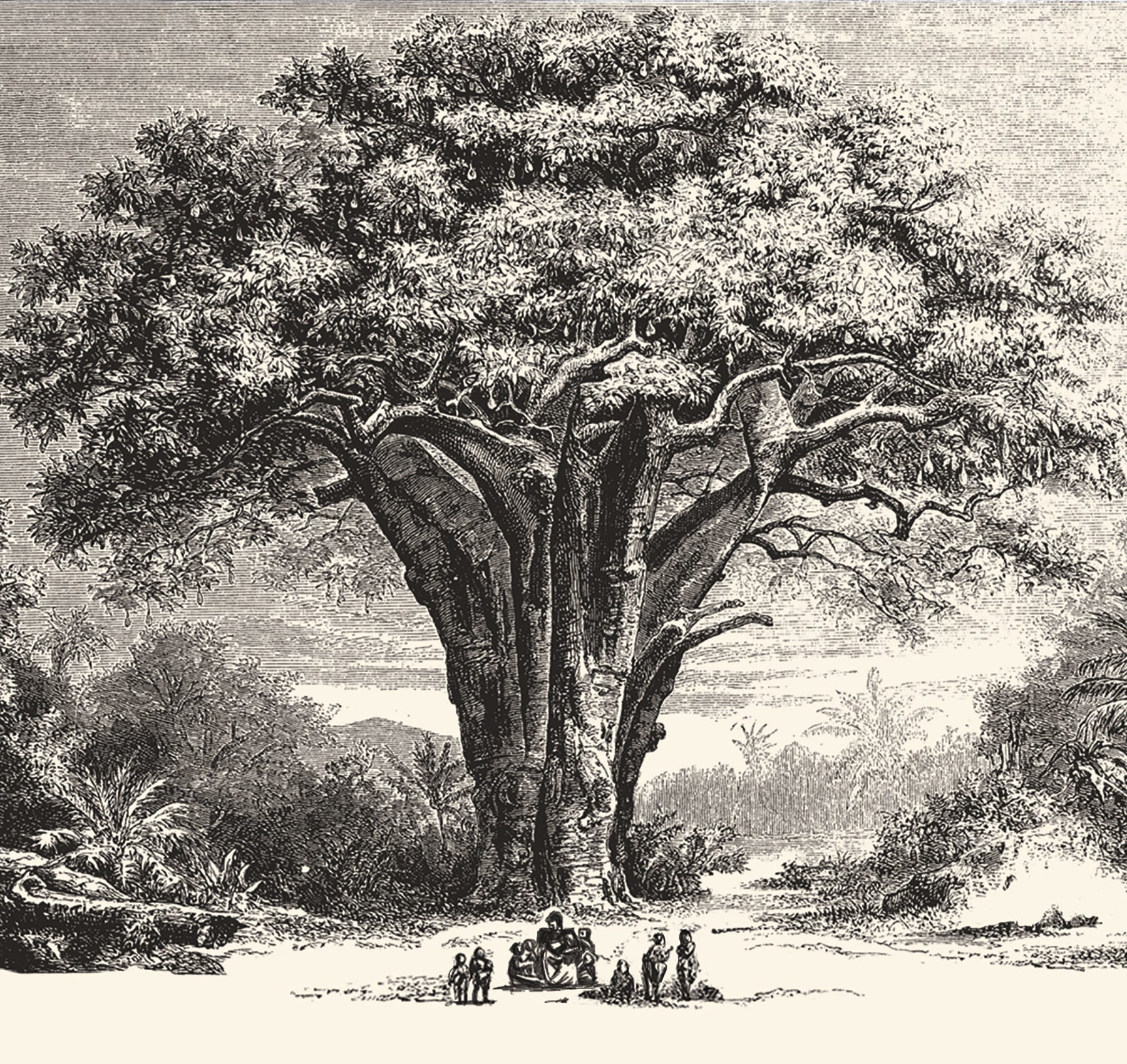 People sit around the base of a boaboa tree, telling stories.