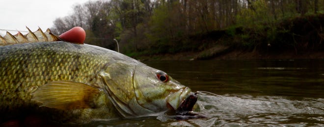 Smallmouth bass are pound-for-pound one of the hardest fighting fish you can catch and now is a great time to do so.