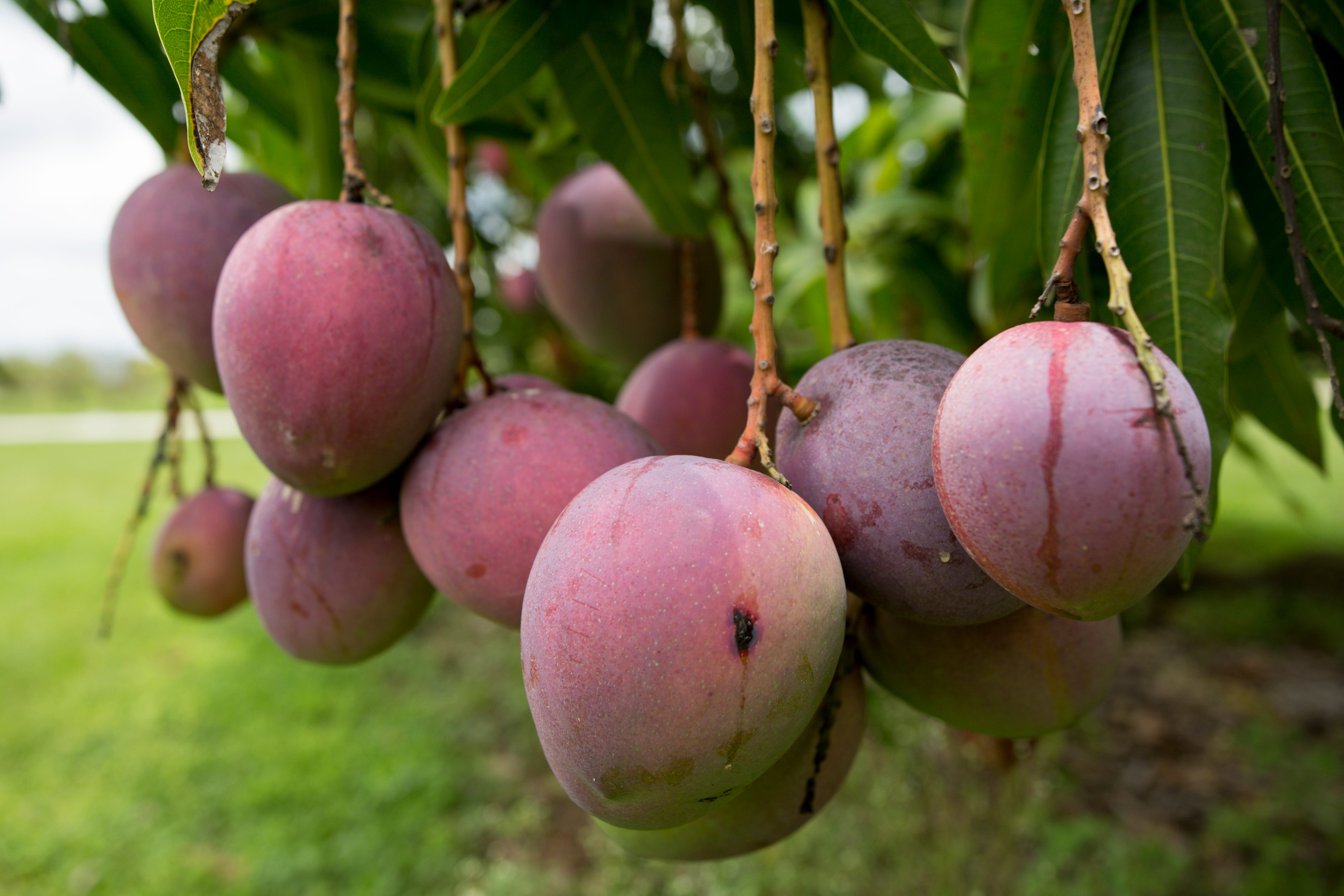 Top 9 When is mango season in florida 1 From the Extension: Growing mangoes in central Florida requires careful supervision