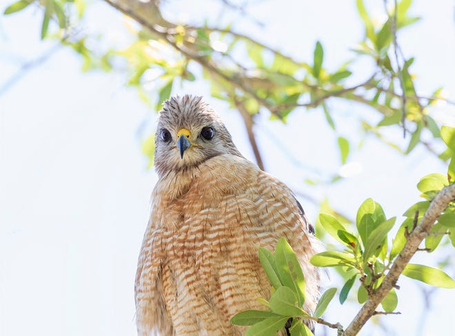 Red-shouldered hawk female in St. Augustine. 