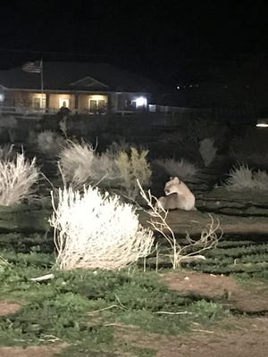 Tishia Morrison 2019 m. vasarį Apple slėnyje pastebėjo didelį kalnų liūtą.