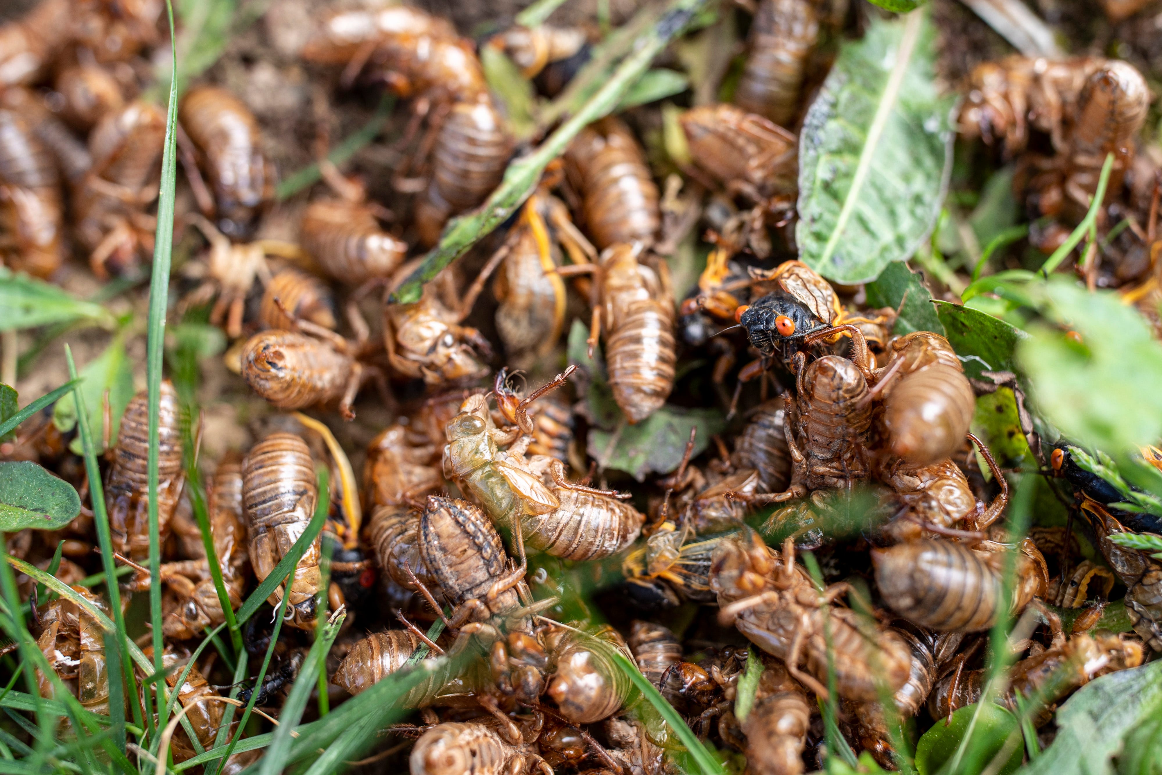 I Ate a Cicada Today by Jeff Crossan I Ate a Cicada Today by Jeff Crossan