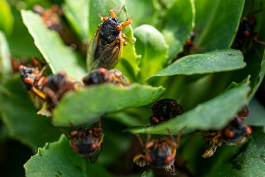 Time to bust some misunderstood details insect