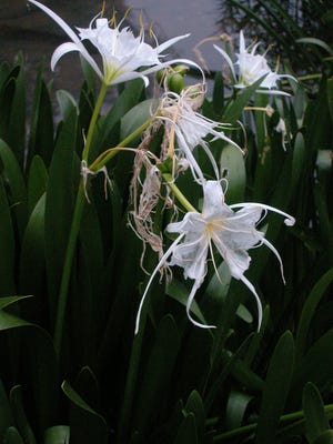 "Rocky Shoals Spider Lily,"  Hymenocallis coronaria, is a rare plant, one related to cultivated amaryllis and jonquils.