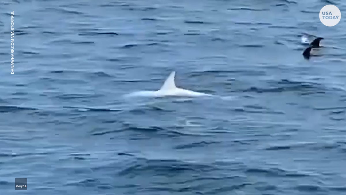 There are around 11,000 to 16,000 Risso's dolphins that live near California and the Pacific Northwest coast.