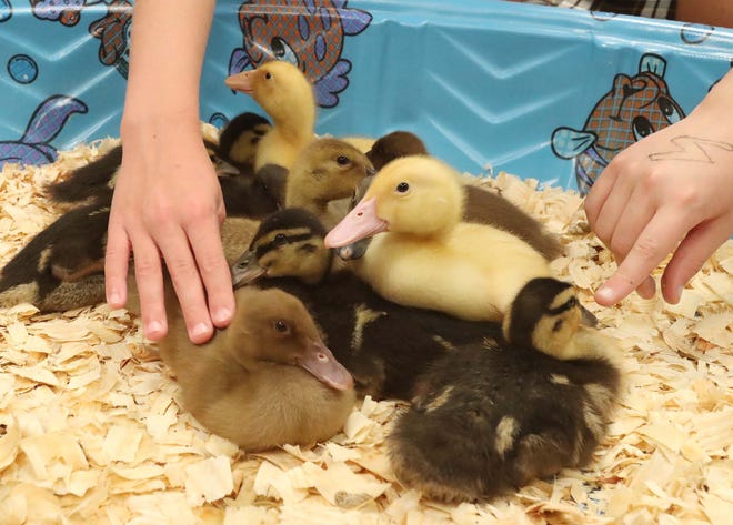 Fourth graders at Holy Family School raise ducklings as a science project Thursday in Stow.