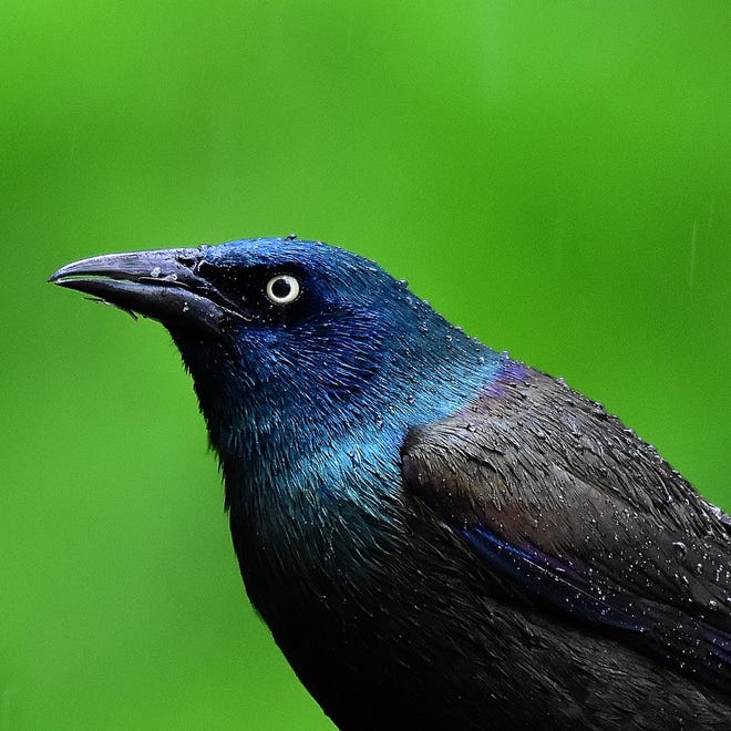 Soggy Grackle