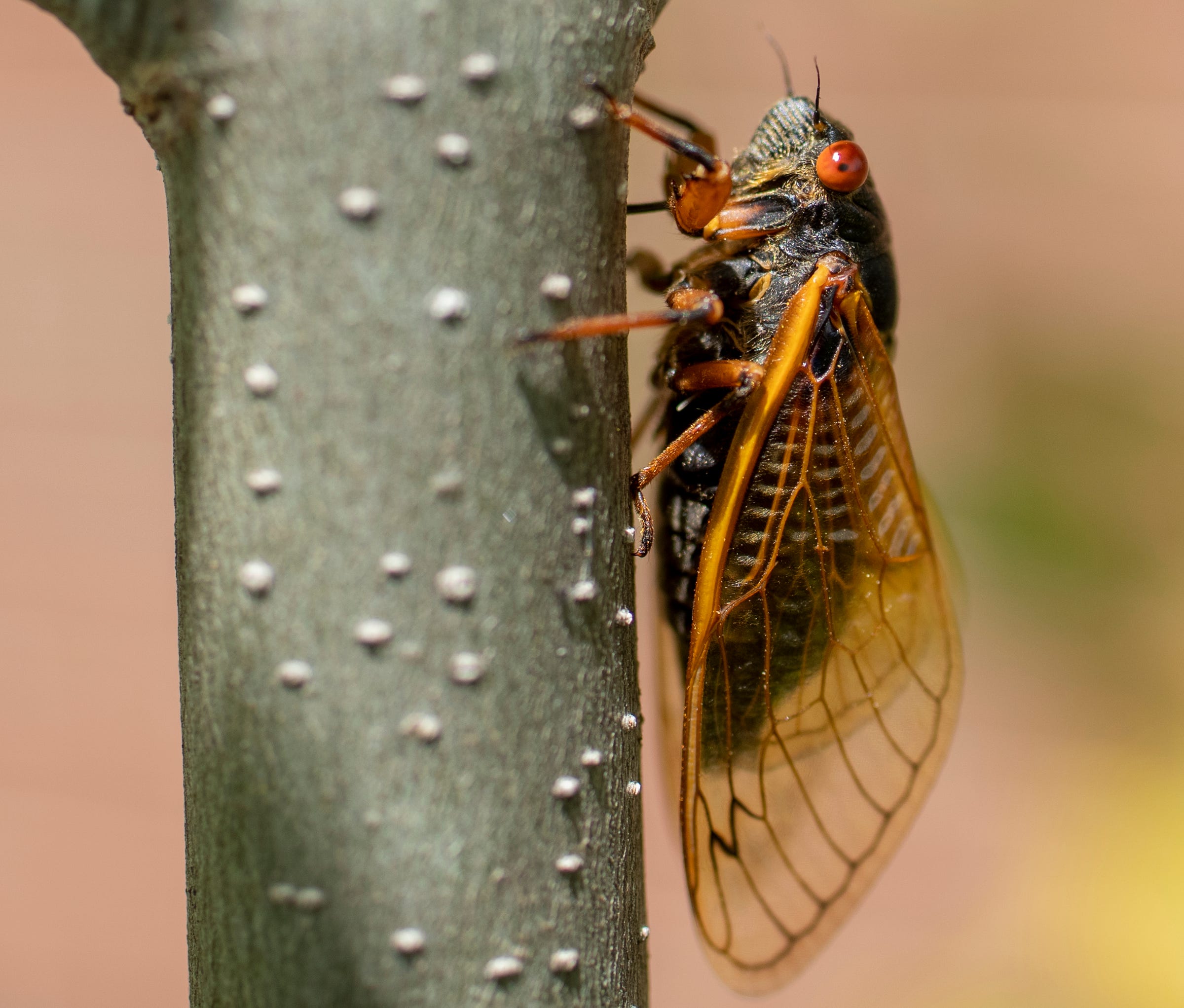 pharaoh cicada