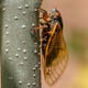 A cicada from Brood X in a neighborhood on the northeast side of Indianapolis, Friday, May 21, 2021. 