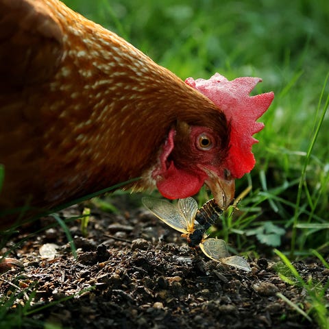 Annie, a domesticated Rhode Island red chicken, ea