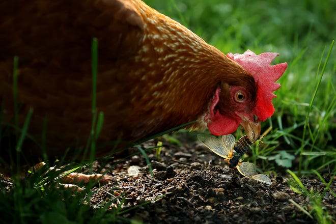 Annie, a domesticated Rhode Island red chicken, eats a newly molted periodical cicada in the front yard of her owner's home. Backyard poultry, including chickens, has been linked to a salmonella outbreak in the USA.