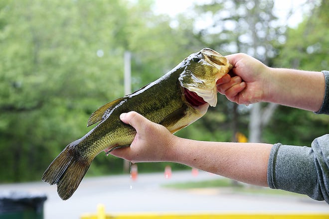 George Grey, of the Norwell Recreation Department, holds Joseph White’s 17 1/4” bass that he caught during the recreation department’s annual fishing derby at Jacobs Pond on Saturday, May 22, 2021.