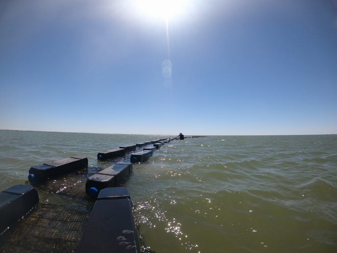 Corpus Christi and Nueces Bay have grown saltier and acidic. These unfavorable water conditions, compounded with decades of abuse and the onset of climate change, have led to an overall decline in oyster populations.