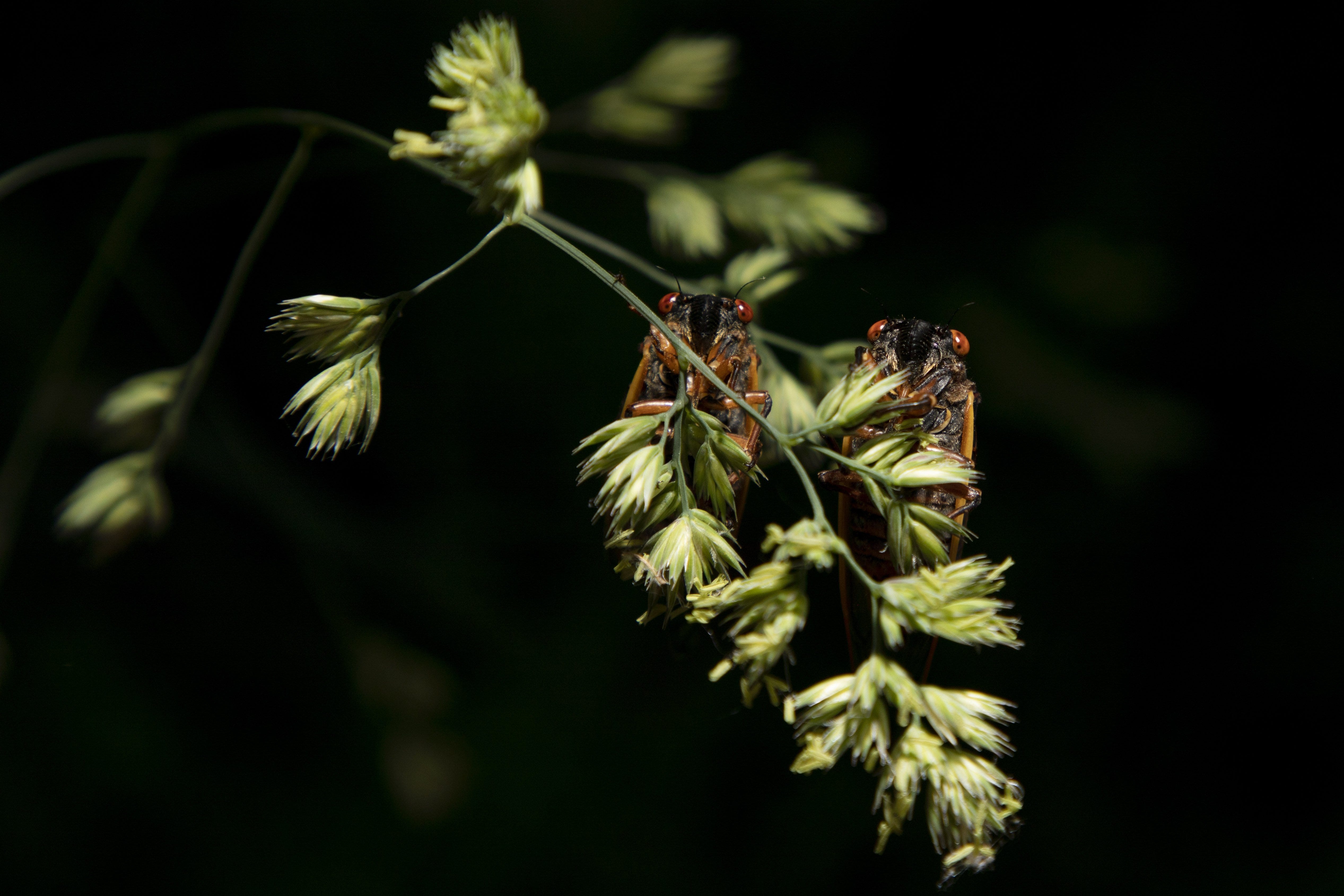 Photos: Cicadas begin to emerge in central Ohio
