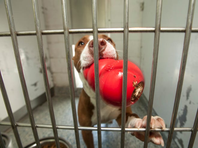 Texas has so many stray dogs that they are shipped to shelters all over the United States, including Rhode Island.