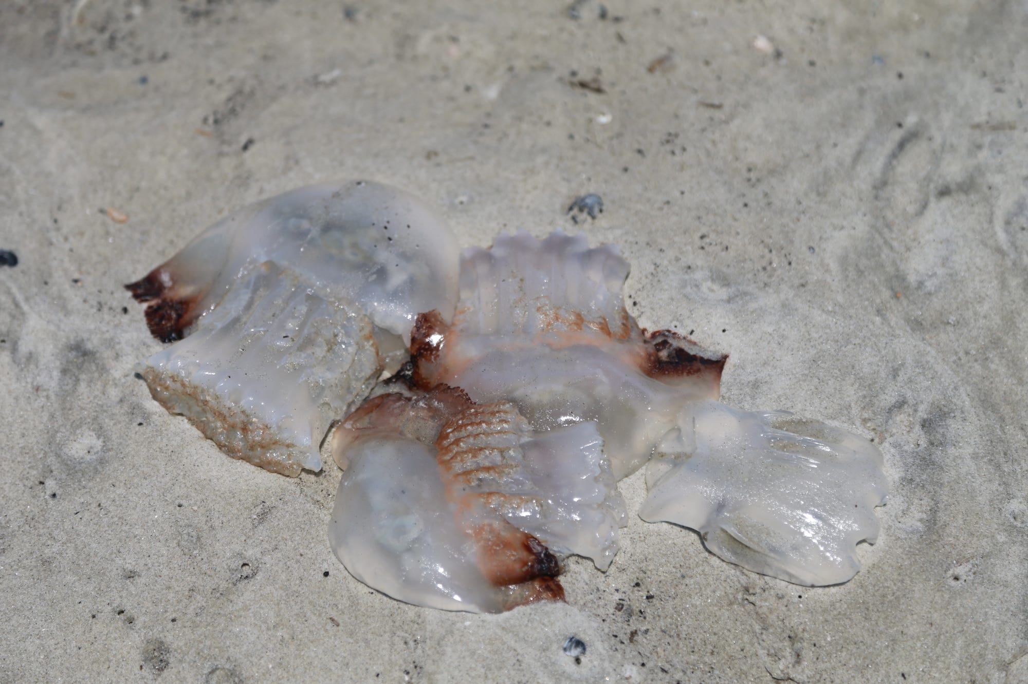 Thousands of cannonball jellyfish pile up on Tybee Island GA