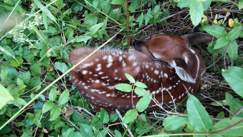 North Carolina Wildlife Commission warns of interfering with fauna