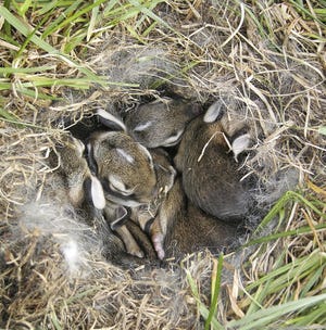 Bébés lapins qui ont été sauvés deux fois de leur nid lors de la tonte.  Ils ont été ramenés à leur nid à chaque fois, et heureusement leur mère est revenue pour s'occuper d'eux.