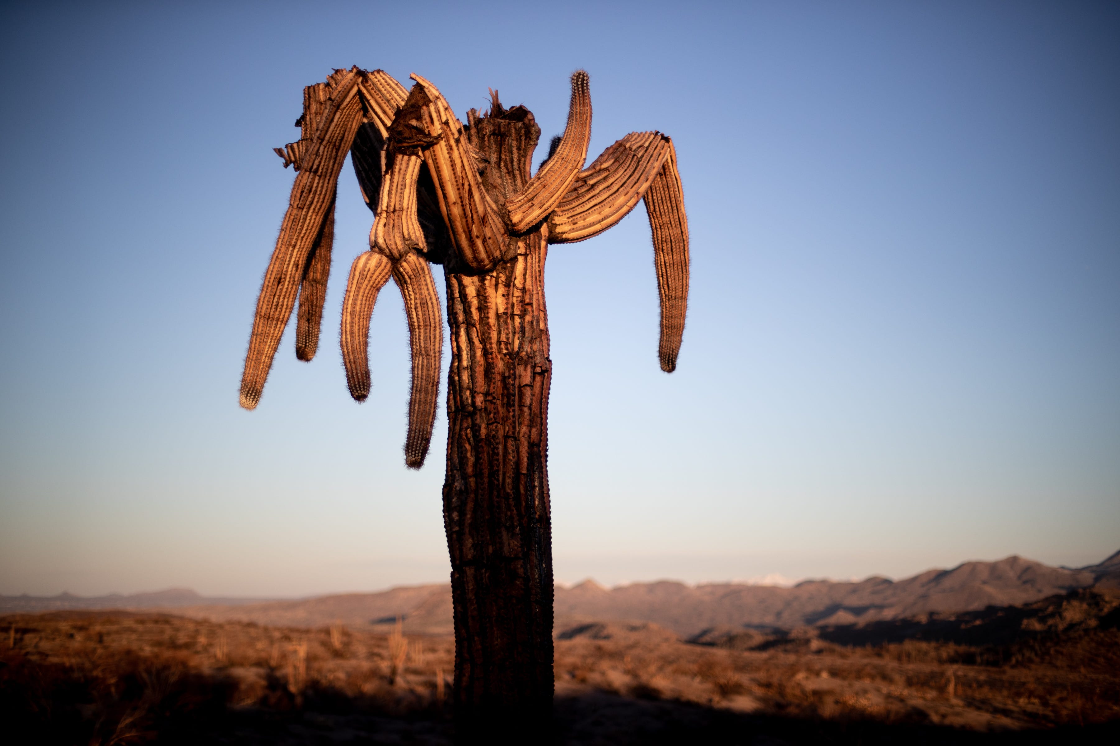 The Bush Fire burned over 193,000 acres in the Tonto National Forest, becoming among the state's largest fires in recorded history.