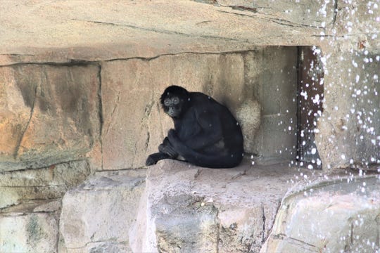 The spider monkeys are a popular exhibit at the El Paso Zoo and getting even more attention because of a trespasser's actions over the weekend.