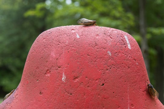 Cicadas crawl on playground equipment in Phillips Park in Newark Monday, May 24, 2021.