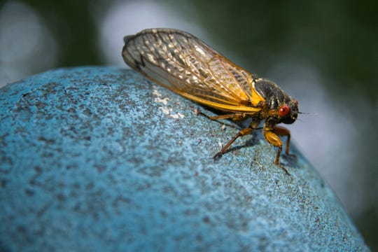 A cicada crawls on playground equipment in Phillips Park in Newark Monday, May 24, 2021.