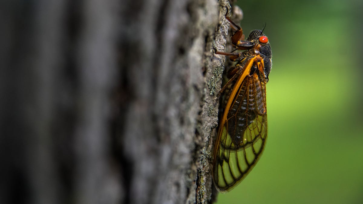 When do cicadas emerge? And, more importantly, are there cicadas in Delaware?