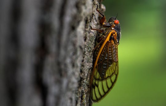 A cicada crawls in a tree in Phillips Park in Newark Monday May 24, 2021.