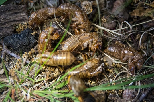 Cicada exoskeletons pile on the ground in Phillips Park in Newark on Monday, May 24, 2021.