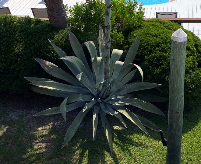 A century plant shoots up high in the back yard of  the home of Stephanie Bleakley on Holiday Isle in Destin.