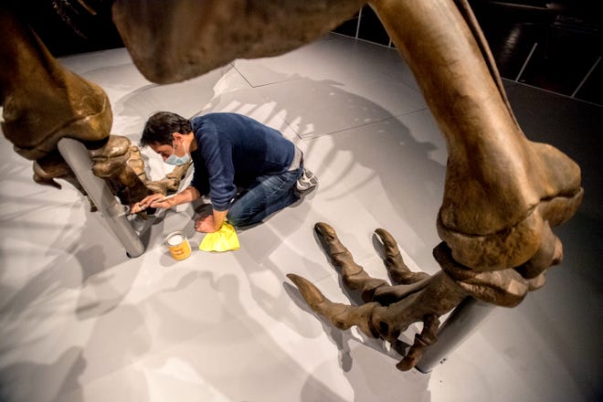 Amerikan Doğa Tarihi Müzesi'nden Dave Mitri, 25 Mayıs 2021 Salı günü yeni serginin bir parçası olarak sergilenen fosilleşmiş Tyrannosaurus rex iskeletinin bir kopyasının altına bir sütun çiziyor 