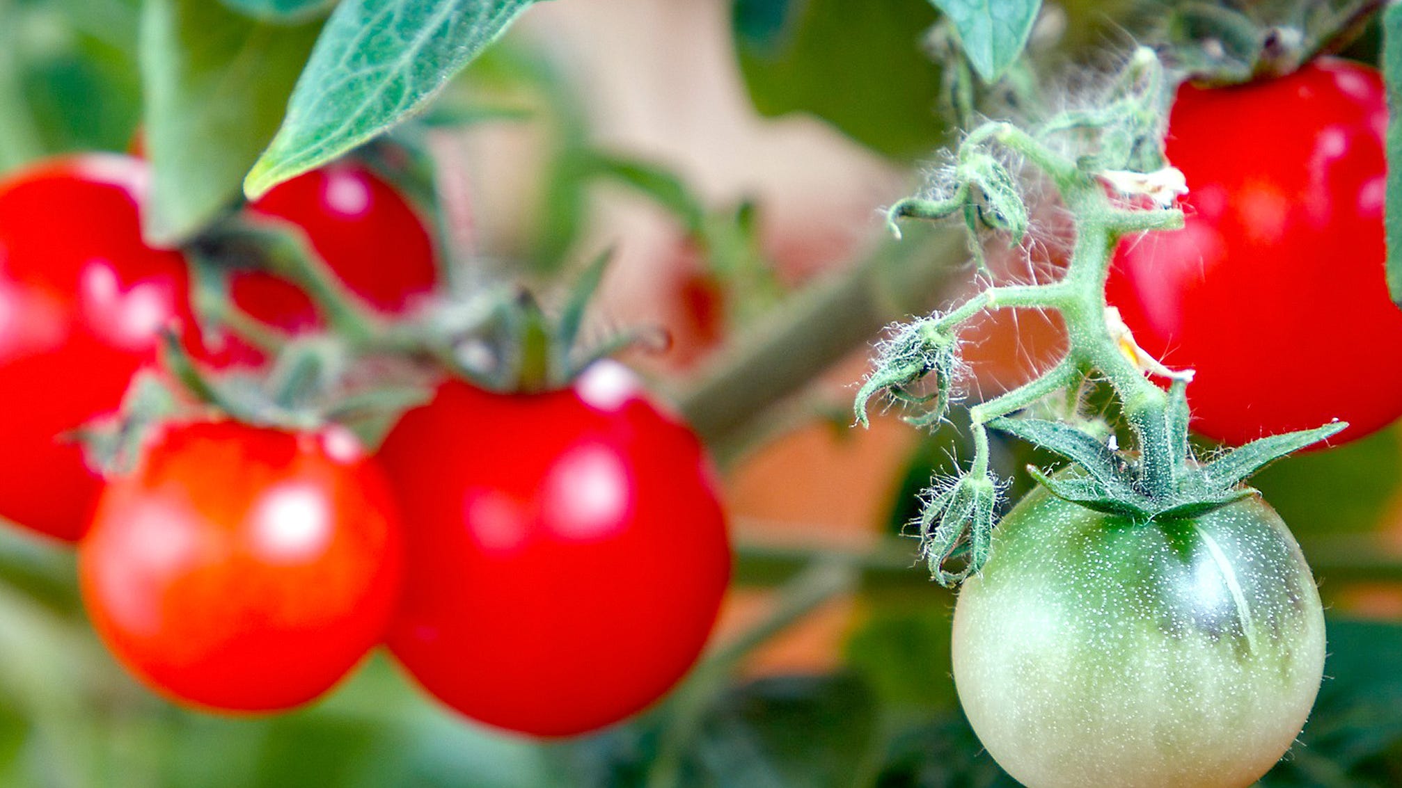 how-often-should-you-water-your-tomatoes-here-are-5-tomato-growing-care-tips