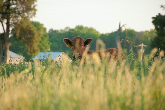 A red angus grazes at the Kerstiens family ranch in Lancaster, which grows cattle for Strauss Brands meats.