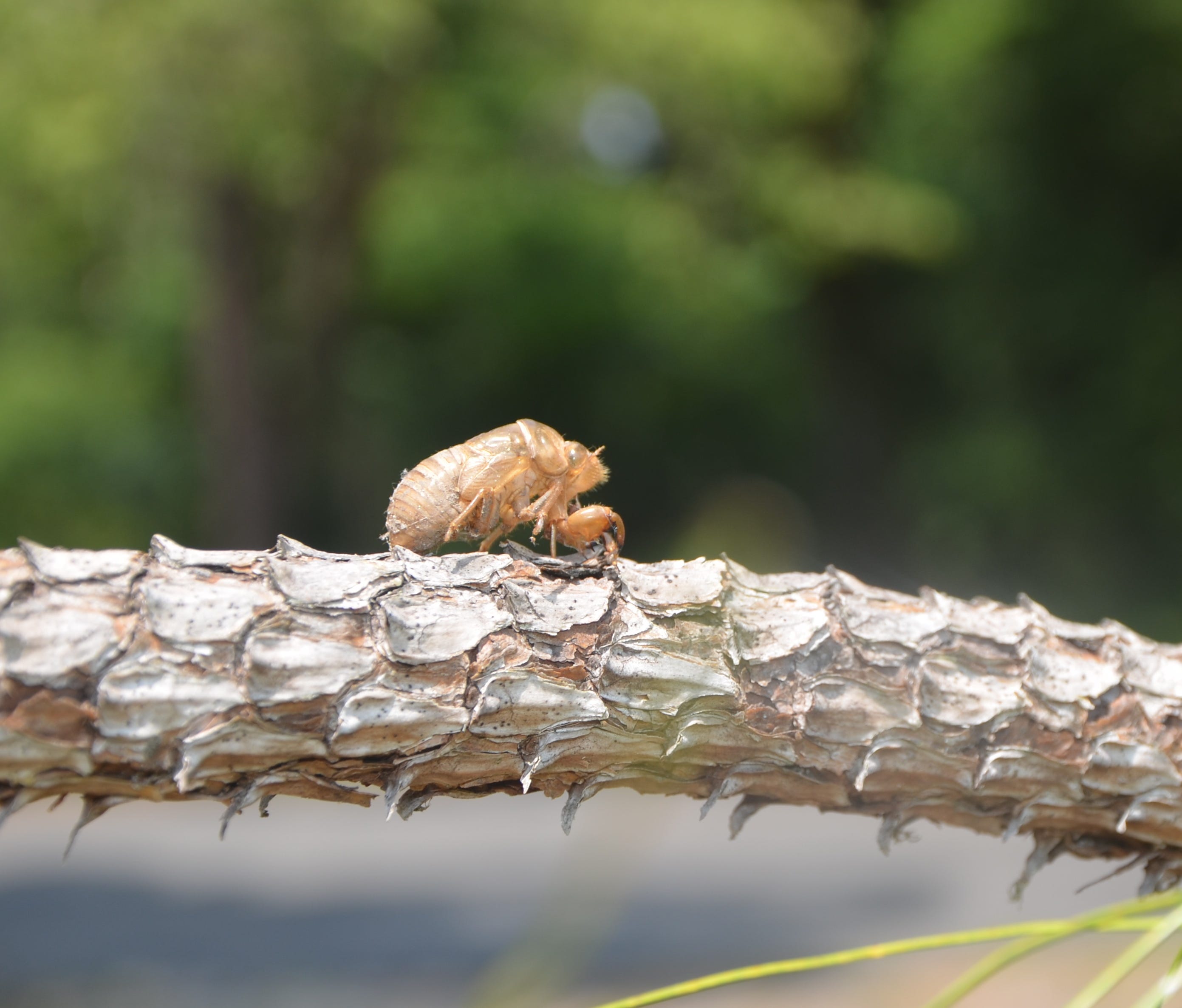 Summer nights in Florida are when the cicadas sing | Harrison