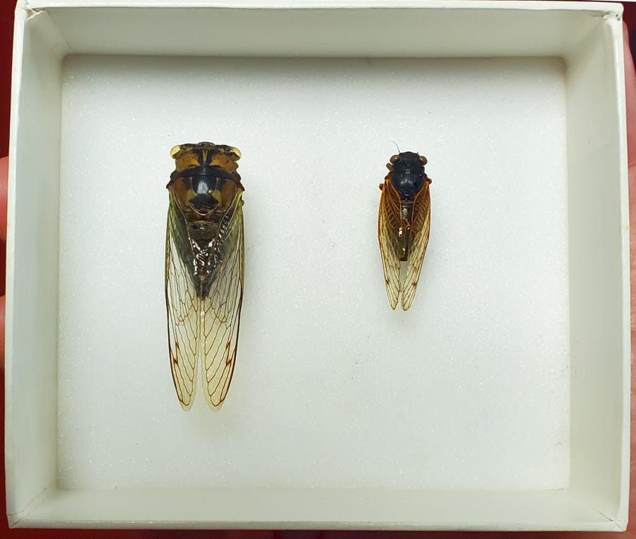 The periodical cicada (right) is half to three-quarters the size of the annual cicadas that come out every summer.