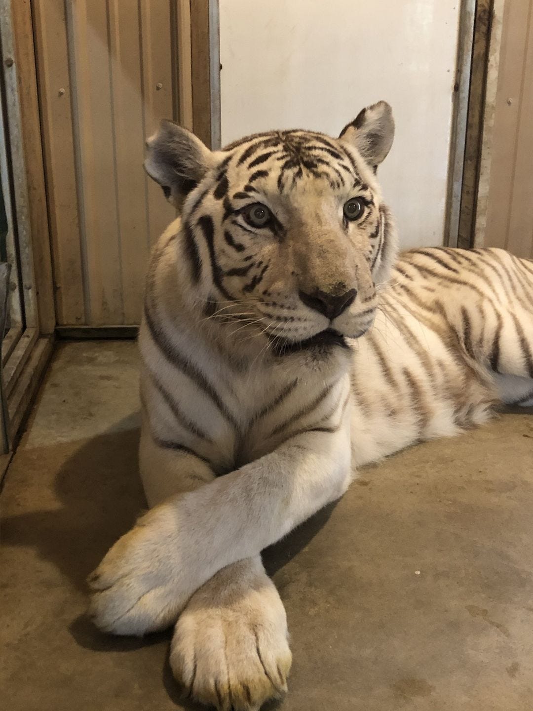 Indiana sanctuary takes in big cats rescued from Tiger King Park Indiana sanctuary takes in big cats rescued from Tiger King Park