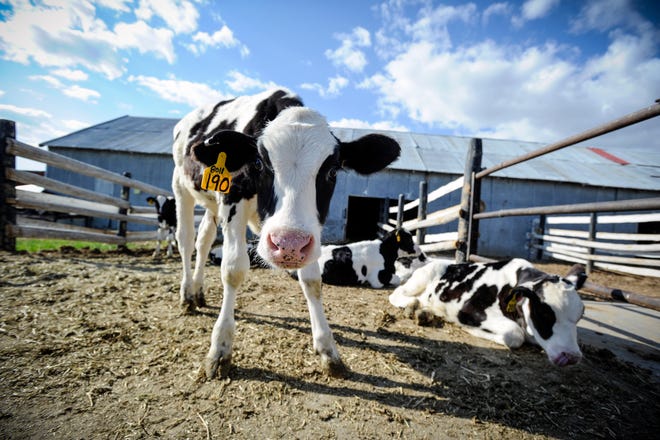 Holstein cows are seen at the Montana State Prison dairy operation in May 2021. The Montana State Prison's work program has scaled down its dairy operation from 350 head to about 70, after Darigold ended a 30-year contract.