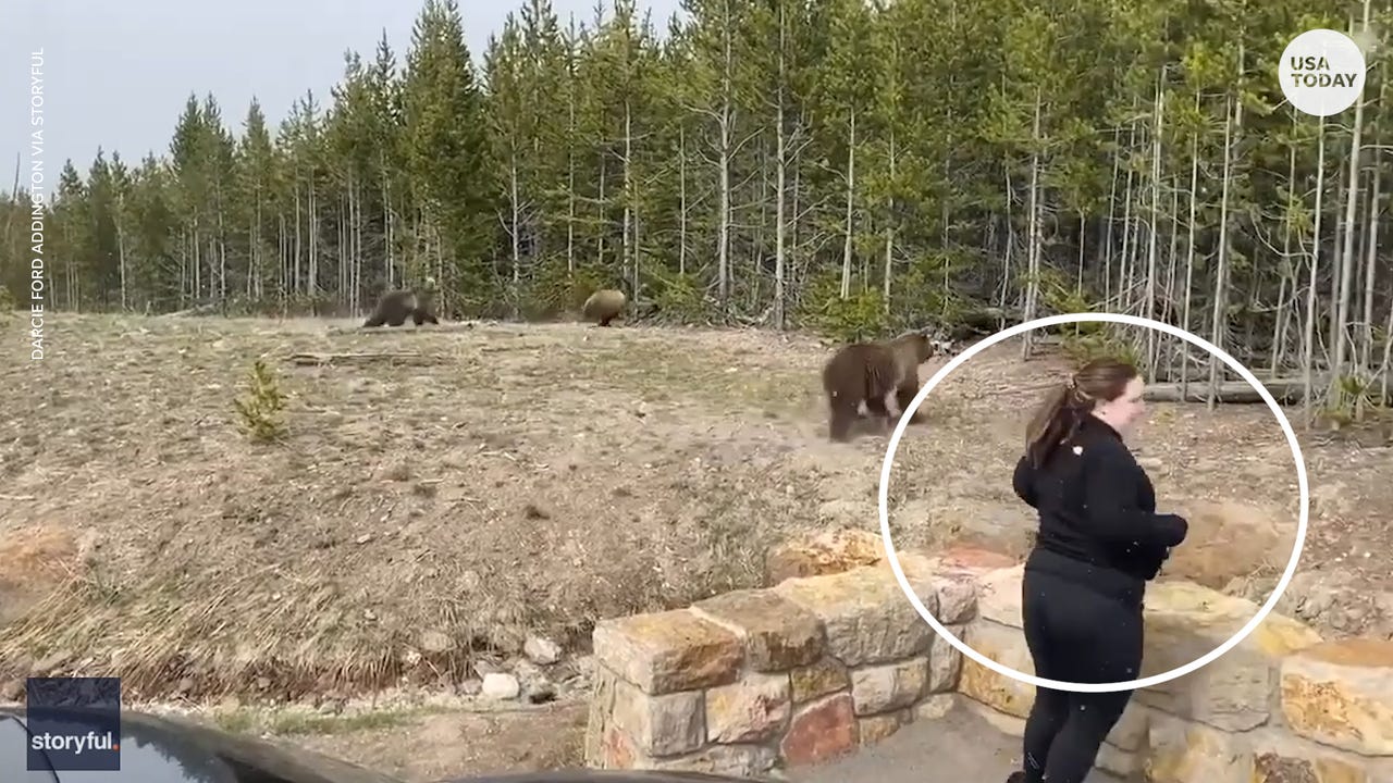 Grizzly Bear Attacks On Humans grizzly-bear-attacks-on-humans