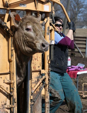 While women make up more than half of the veterinarians in the industry today, a culture of masculinity still exists.