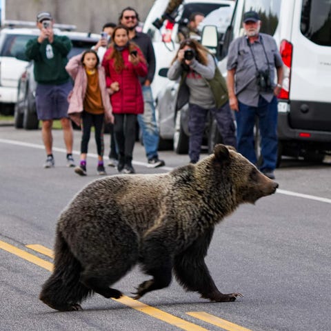 A young grizzly bear scampers across a road, watch
