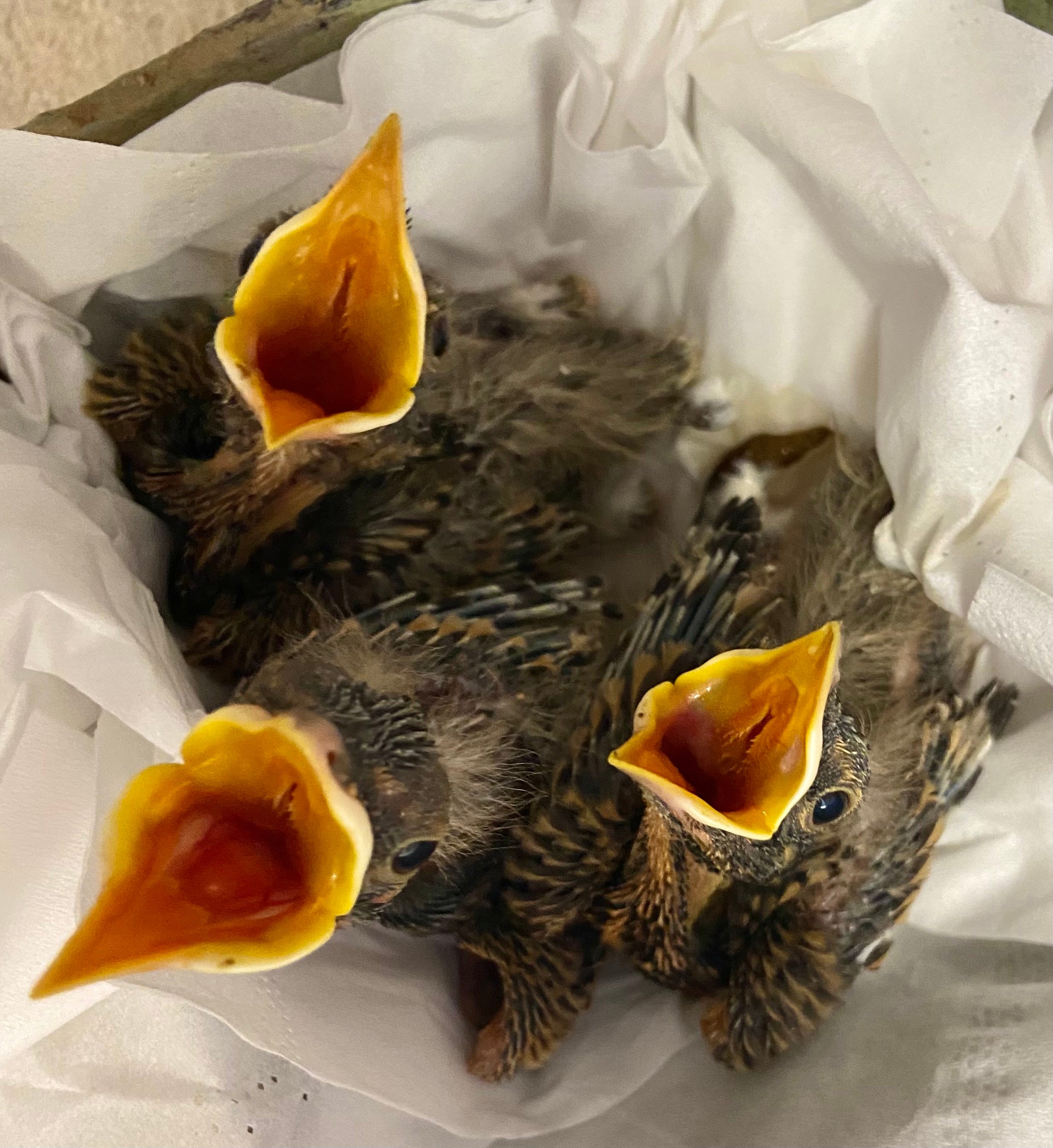 What To Do If You Find A Fledgling Or Baby Bird Out Of The Nest