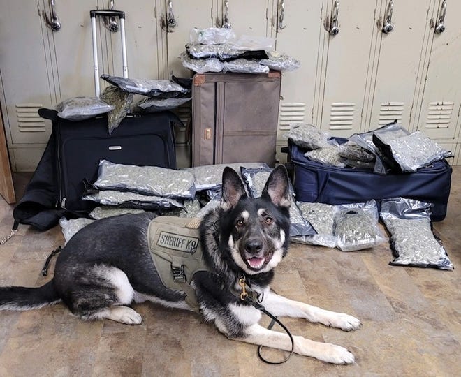 Falco, a K-9 with the Henry County Sheriff's Department, on Sunday indicated there were narcotics in a car that had been pulled over for a traffic violation along Interstate 70. Deputies later found an estimated $500,000 worth of cocaine in the vehicle. A California man was arrested.