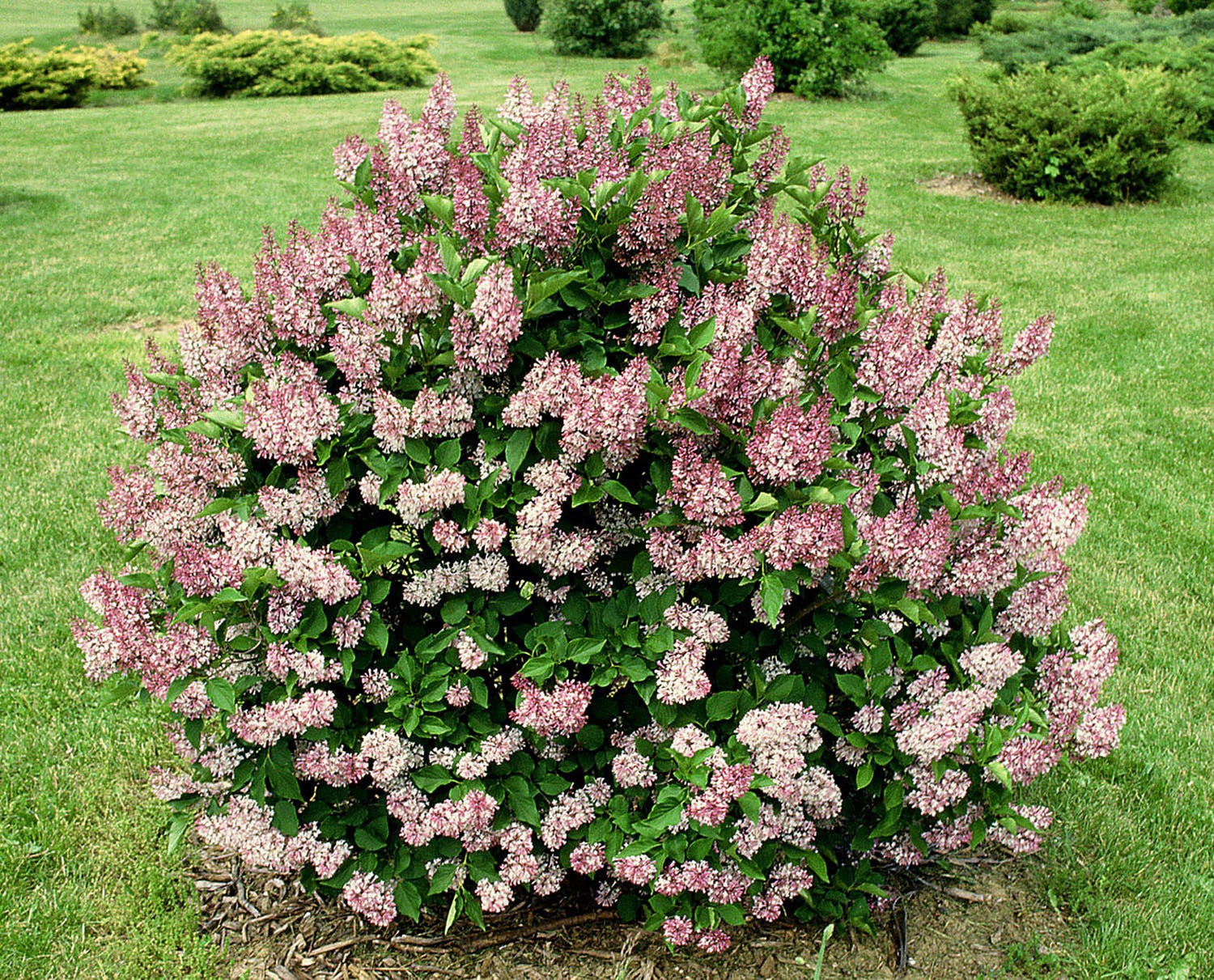 Gardening | Fragrant and colorful, lilacs are the queen of flowering shrubs