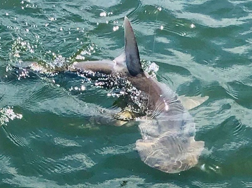 Shark Bite Reported In New Smyrna Beach 8th Local Bite This Year