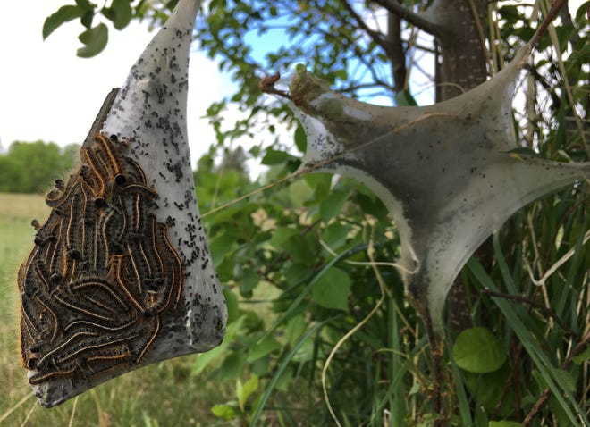 This eastern tent caterpillar nest is on a chokecherry tree. Pulling out the nest in the evening is the simplest way to control these pests.