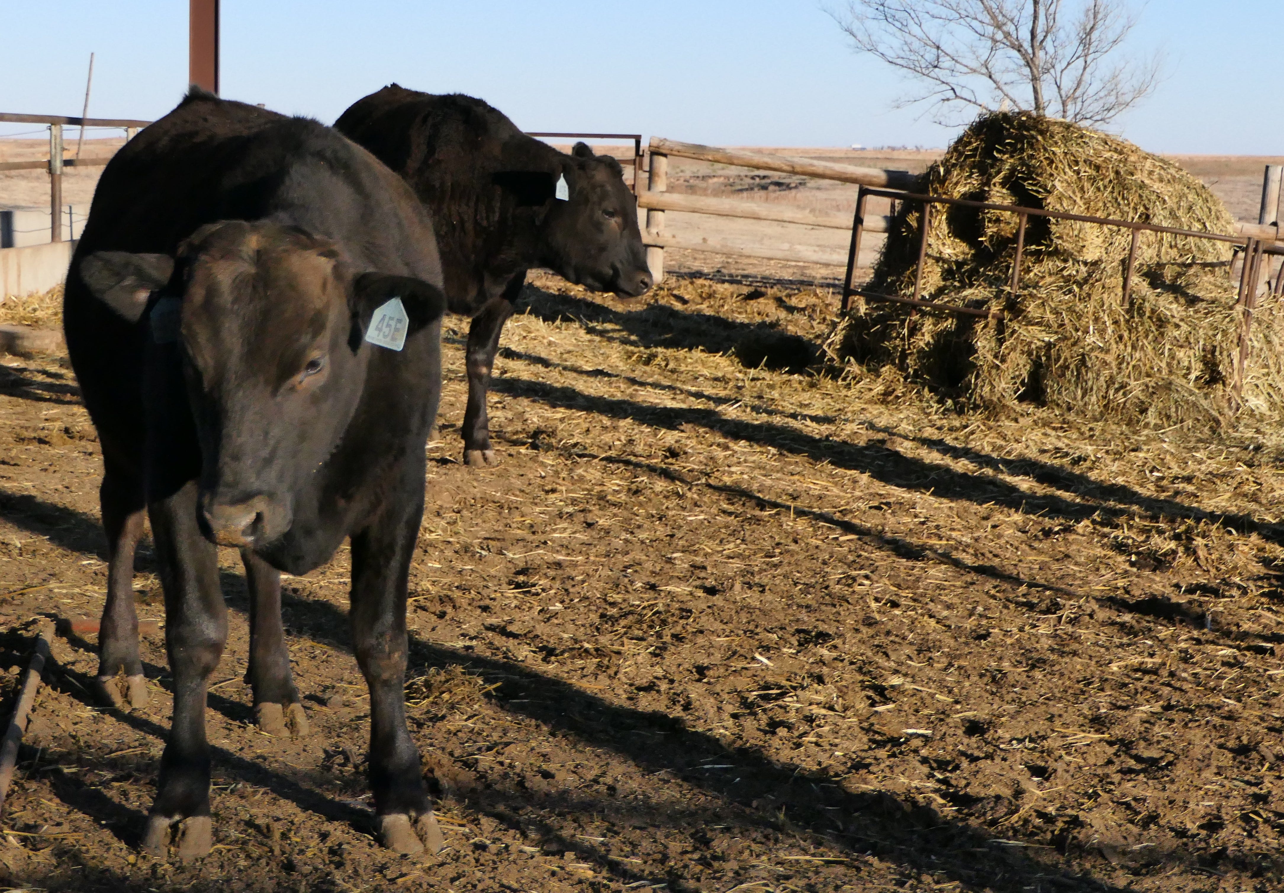 Kansas cows dead due to hot weather, humidity spike and no wind