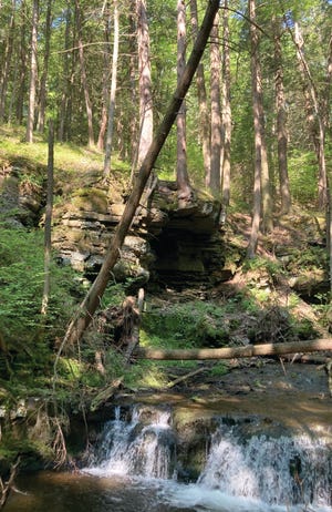 There are several small waterfalls on Cranberry Creek. This cave is the result of rock torn away, possibly by floodwaters, or possibly by roots of the trees growing in the rock surface penetrating and cracking the rock below so that it fell away.